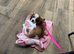 Cavalier King Charles