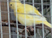 Glosters, Irish canaries.