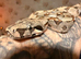 Baby Boa Constrictor