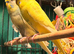 Pair of Beautiful young budgies available