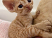 Rehomed for your love & happiness