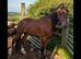 3yr old Welsh c gelding