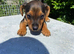 One last Jack Russell boy left