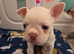 French bulldog puppies