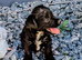 Girl Yorkiepoo