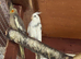 Aviary Rental &ndash; Space for Your Birds ( From &pound;30 per week )