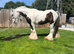 Red and white ride and drive gelding