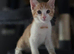 Kittens for sale