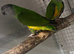Proven Breeding pair of Senegal