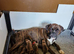 BEAUTIFUL KC PUPPIES