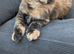 Tica registered Maine coon girl