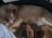 Beautiful Long Coat Chihuahua Puppies