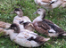 Welsh Harlequin Drakes