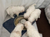 Beautiful Cavachon Puppies Looking for Their Forever Loving Homes ️