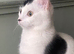Short haired cat