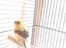 Beautiful young canaries