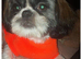 Beautiful Shih Tzu 6 month old puppy needs a loving home