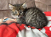 Kittens