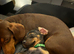 7 miniature dachshunds