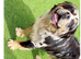 Stunning Old English Bulldog