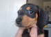 2 miniature dachshunds 1 male 1 female