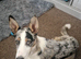 Tri colour and Merle Male Border collie
