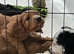 Cockapoo puppies for sale