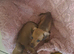 Miniature dachshund pra clear 2 girls looking for loving home ready now