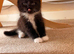 Male kittens for sale