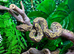 Madagascan Tree Boa Chipped + with Papers at Birmingham Reptiles