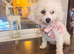 Poochon Beautiful litter Ready now