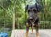 Rolo is looking for his new home