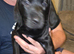 Lab bcross