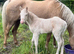 Mare and foal