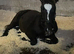 Yearling Oldenburg x colt