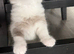 Ragdoll Cross Ready now