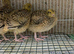 Golden jumbo quails