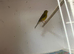 Razzer cock canary