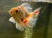 Fluval shaker and Xl goldfish