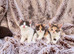 Rainbow British shorthair litter of 5