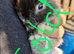 Mini lop babies