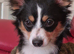 Teddy the jackchi stud