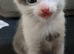 Light grey/white tortoise shell male kitten