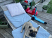 Female French bull dog