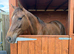 Liver chestnut mare