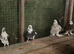 Beautiful pigeons