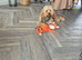 10 months cavapoo