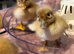 Ducklings!