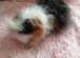 Part Texel Male single Guinea pig