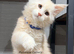 TICA registered Maine coon kittens READY NOW
